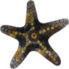 Estrella de mar - Arte de pared de mosaico