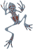 Mosaic Frog - Blue Skeleton