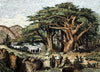 Mosaic Cedar Trees Landscape Natural Scene