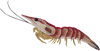 El camarón - Obra de mosaico