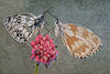 Projetos de mosaico - borboletas de primavera