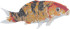 Arte de mosaico de pez pargo de cordero