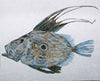 John Dory - Pesce mosaico costiero